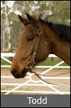 Tod Horse Profile